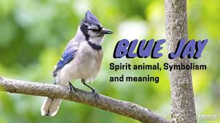Blue Jay – Spirit Animal, Symbolism and Meaning