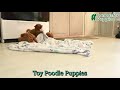 Toy Poodle dogs for sale: Izzy - Video 1