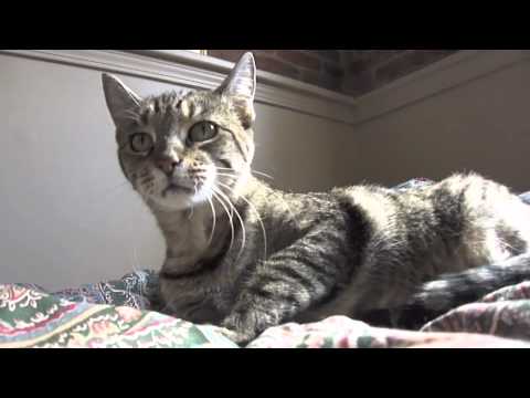 Cid-Cid Awesome Pretty Kitty