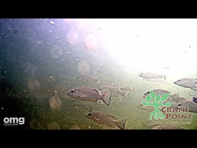 Live webcam view of Crane Point Underwater Cam
