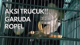 Download lagu Masteran Trucukan Garuda Gacor Ropel Mengajak Truc... mp3
