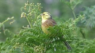 The Yellowhammer and its call