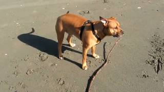 preview picture of video 'My Amstaff at Ocean Shores, WA 4-17-2011'