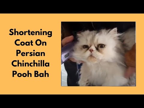 Shortening Coat On A Persian Chinchilla