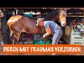 Verzorging van onze paarden | DierenpraatTV