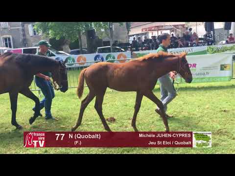 Sprinter Sacré Show 2018 : Lot 77 - N (Quobalt)