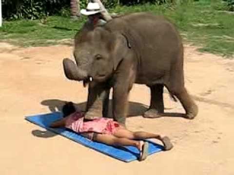 Un elefante dando masajes