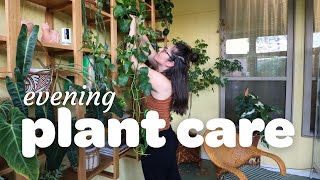 end of the day plant chores | watering, cutting old leaves, and chatting future plant plans! 🌿💦