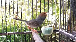 Download lagu Suara Prenjak tamu klawu jantan gacor - MP3 PIKAT burung pernjak betina liaran di alam paling AMPUH mp3