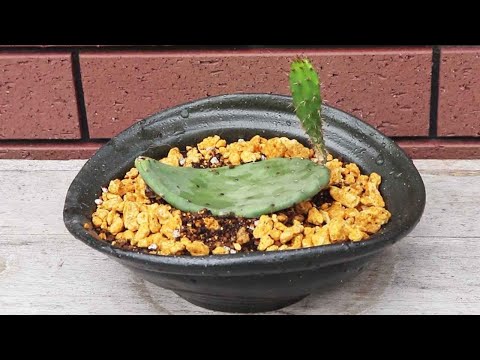 園芸 紙のウチワサボテン