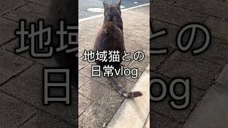 地域猫との日常vlog #ねこ #猫のいる生活 #野良猫