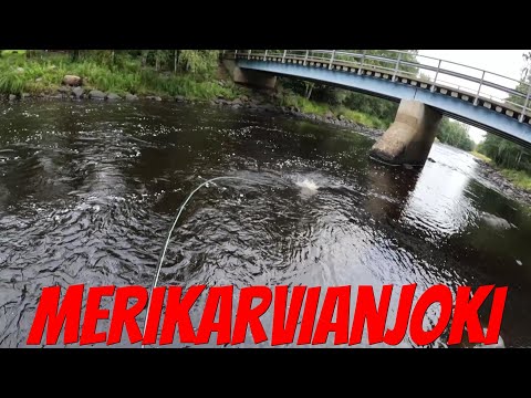 Stäävitvaadit 28.8.2024 | Merikarvianjoki | Kirjolohi | Perhokalastus | Kalastus