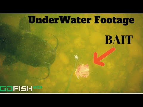 Underwater Footage of Catfish GOBBLING up bait  + Catch n' Cook!