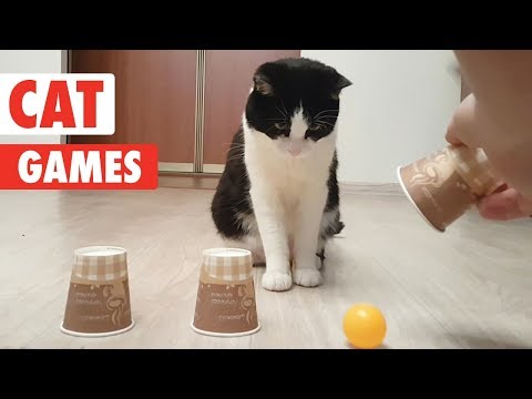 אוסף משחקים מצחיקים של חתולים חמודים