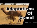 Adaptations of Camel | PPT on Camel's Adaptations for Desert | How Camel survives in Desert