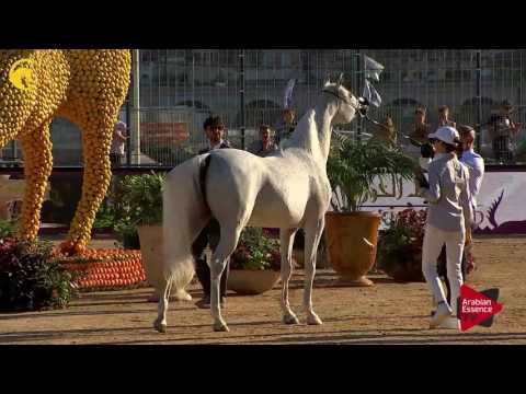 N.78 MAGIC MA CHERIE - MENTON 2017 - Mares 7 years old and above (Class 5)