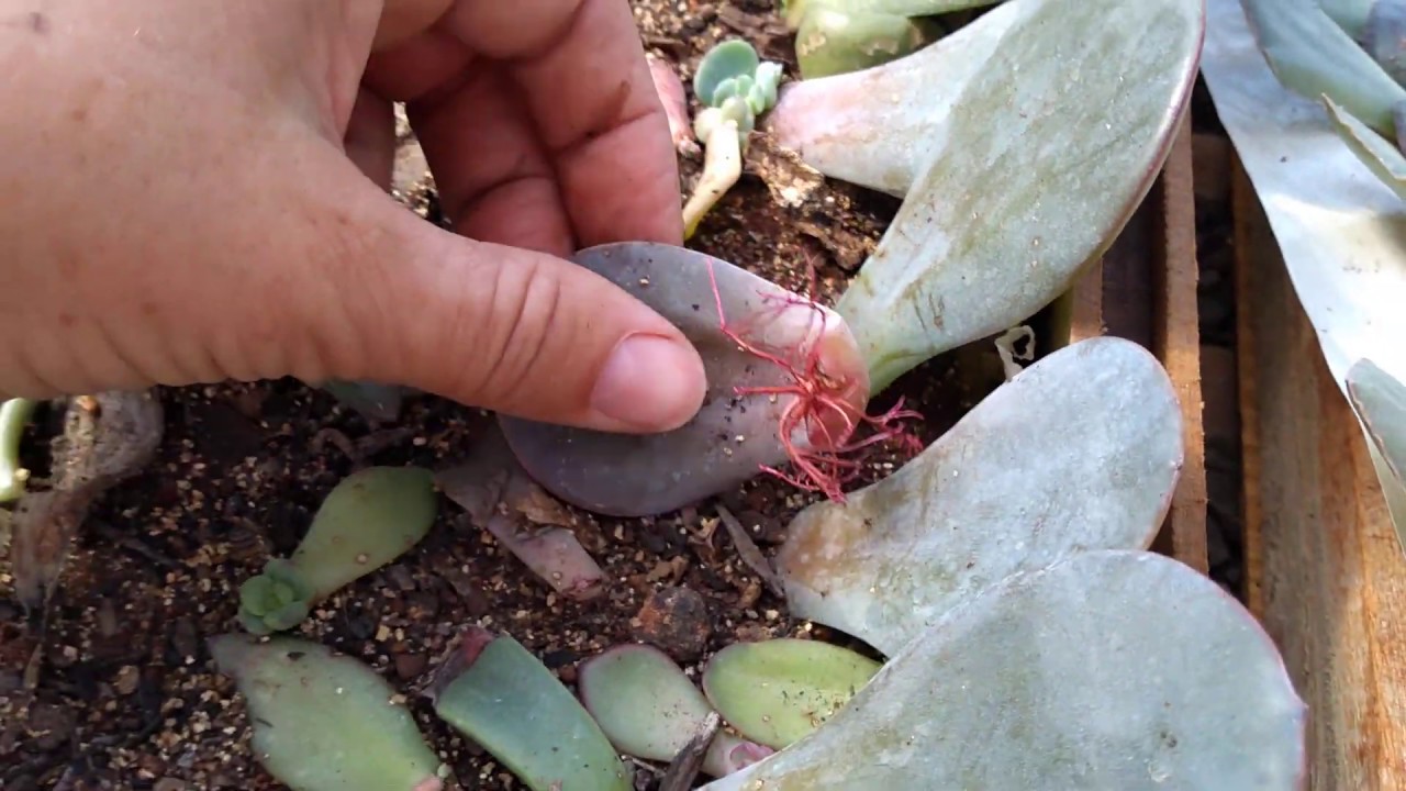 BERÇÁRIO DE SUCULENTAS - DA FOLHA ATÉ A MUDA!