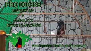  PRO 000388 - BIG SEM 787 X AYSHA 312 - CRIATÓRIO PRORROGAÇÃO