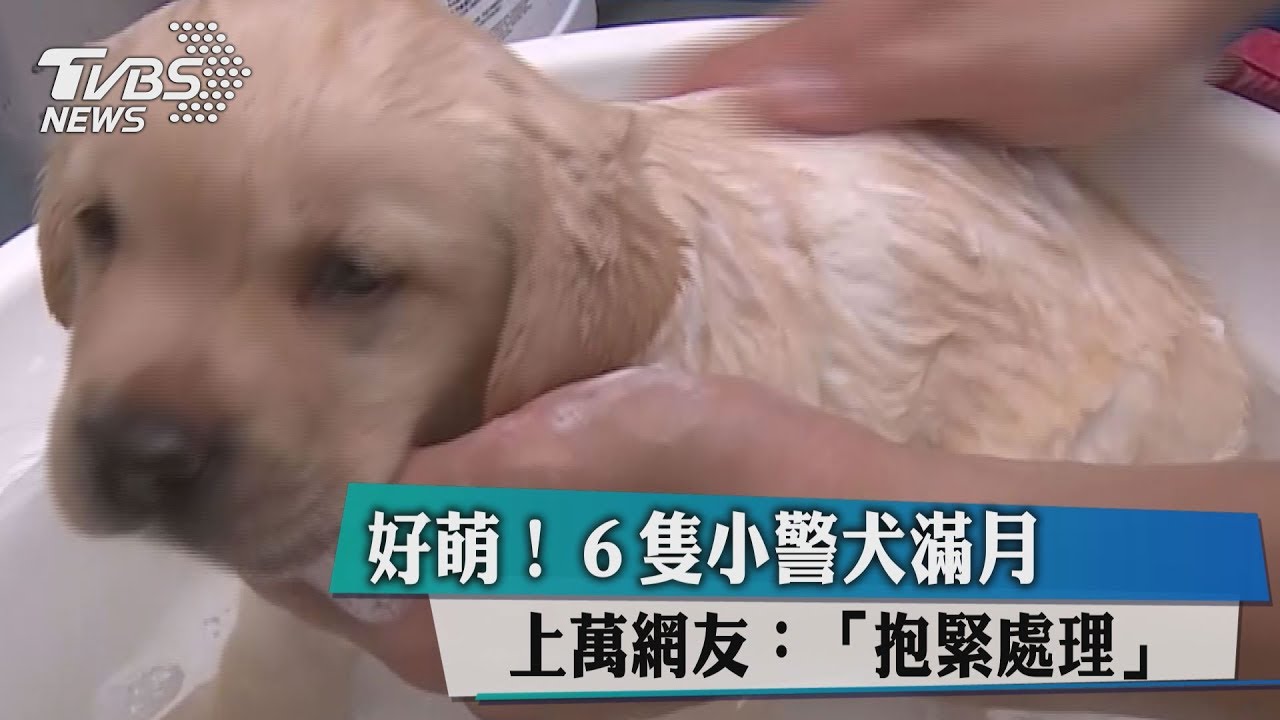 心要融化了!6隻超萌小警犬滿月 喝奶喝到肚菇