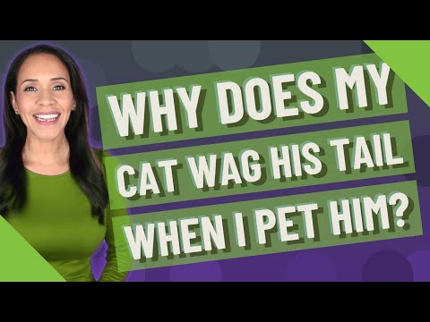 Why does my cat wag his tail when I pet him?