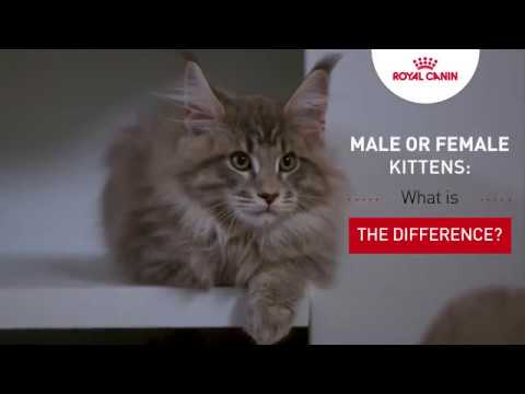 Kitten tutorial - Male or female kittens: What's the difference?