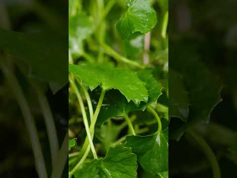 Dr. Ramiche Cica Cream