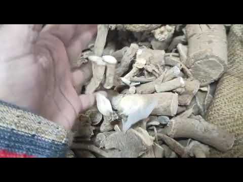 Kuth Indian Costus Root