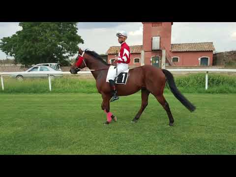 axa reim il gladiatore