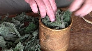 Stinging Nettles -- So Tasty, So Versatile!