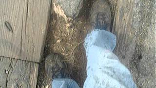 Daddy's Gonna Save My Soul.avi