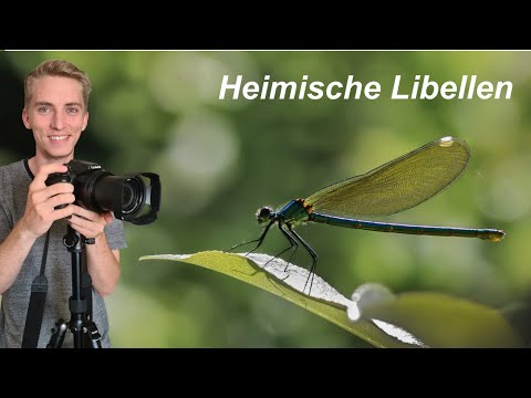 Libellen und ihre Lebensweise