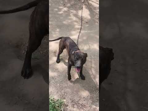 That Purple Blood ....