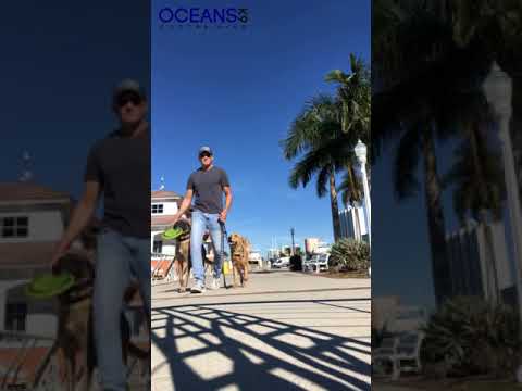Oceans K9 Dog Training video.