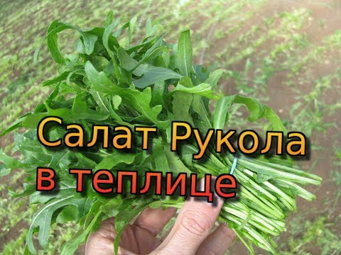 Салат рукола в теплице. Секреты выращивания руколы от фермера! Как выращивать руколу. Рукола