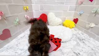 ハーフ犬の動画02