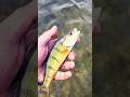 Video Thumbnail for Catch and Release #shorts #fishing #perch