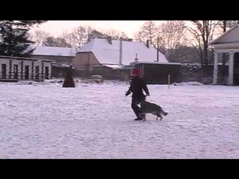 Freya z údolí Úpy - poslušnost