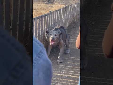 Criatura agresiva ataca en zona rural #elpodcastperdido