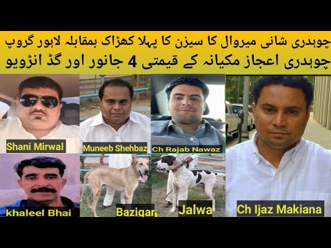 Pakistani Top Class Bully Breed Dog Name Jalwa and Bazigar Owner Ch Ijaz Makiana of Gujrat USA
