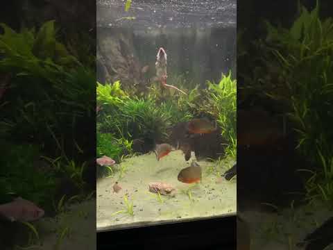 30 Piranha VS!!! (RATO)