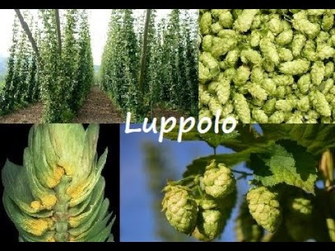 Alla scoperta del luppolo.