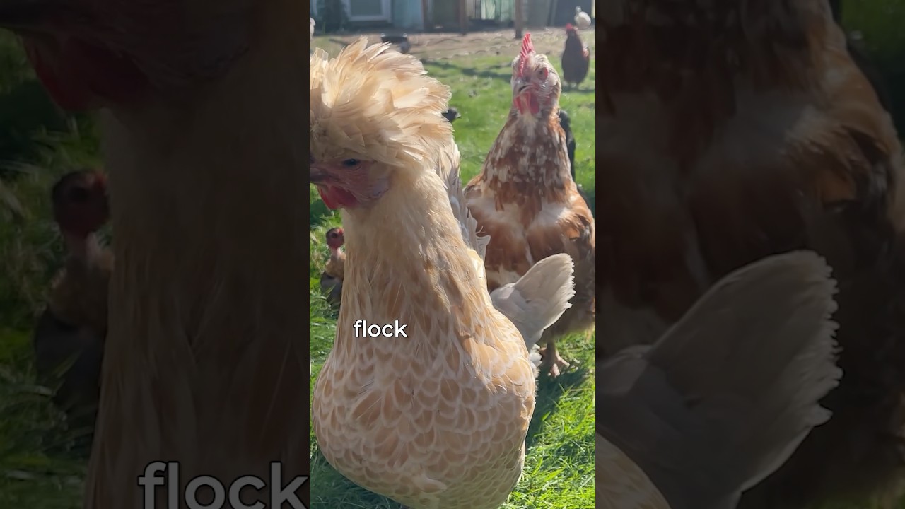 Two Natural Remedies for chickens that grow everywhere! #chickenlandia #backyardchickens