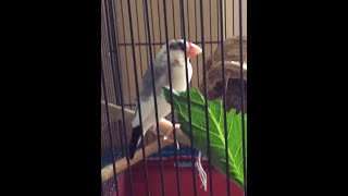 家のペット3