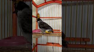 Download lagu Suara burung kutilang gacor full isian besetan kasar pedas bikin ribut mp3 Download lagu Suara burung kutilang gacor full isian besetan kasar pedas bikin ribut mp3