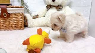 ハーフ犬の動画01