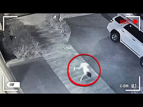 Las Cosas Más Raras Captadas por las Cámaras de Seguridad