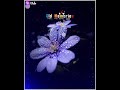 Barish Song Rimjhim Ke Geet Sawan Gaye Song Status Old Is Gold Song WhatsAppp Status