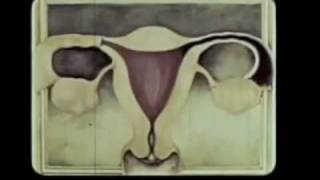 Black Moth Super Rainbow - Untitled 3