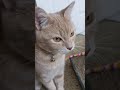 Cream Tabby Cat Trying To Remember Something Shorts