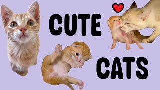 Cute Combo - Cute Cats and kittens Highlights